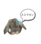 まるスタンプ（ロップイヤー）（個別スタンプ：15）