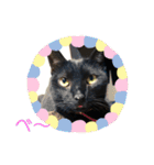 黒猫のもみじ（個別スタンプ：1）