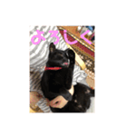 黒猫のもみじ（個別スタンプ：13）