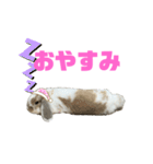 ロップイヤーのふわふわふわり（個別スタンプ：1）