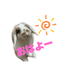ロップイヤーのふわふわふわり（個別スタンプ：2）