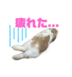 ロップイヤーのふわふわふわり（個別スタンプ：4）