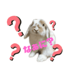ロップイヤーのふわふわふわり（個別スタンプ：6）