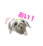 ロップイヤーのふわふわふわり（個別スタンプ：7）
