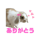 ロップイヤーのふわふわふわり（個別スタンプ：10）