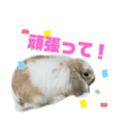 ロップイヤーのふわふわふわり（個別スタンプ：15）