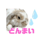 ロップイヤーのふわふわふわり（個別スタンプ：16）