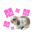 ロップイヤーのふわふわふわり（個別スタンプ：18）