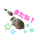 ロップイヤーのふわふわふわり（個別スタンプ：19）
