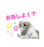 ロップイヤーのふわふわふわり（個別スタンプ：20）