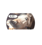動物スタ（個別スタンプ：1）