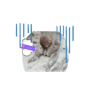動物スタ（個別スタンプ：2）