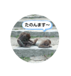動物スタ（個別スタンプ：3）