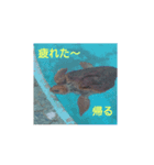 動物スタ（個別スタンプ：5）