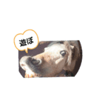 動物スタ（個別スタンプ：6）