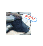 動物スタ（個別スタンプ：7）