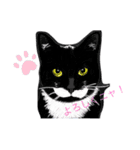 ビアードネコ スタンプ（個別スタンプ：1）