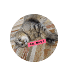 ねこさまの日常（個別スタンプ：1）
