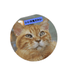 ねこさまの日常（個別スタンプ：2）