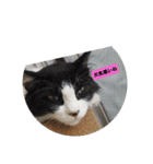 ねこさまの日常（個別スタンプ：3）