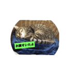 ねこさまの日常（個別スタンプ：4）