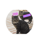 ねこさまの日常（個別スタンプ：5）