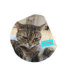ねこさまの日常（個別スタンプ：7）