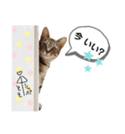 mon*habi猫スタンプ 1（個別スタンプ：5）