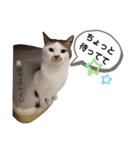 mon*habi猫スタンプ 1（個別スタンプ：6）