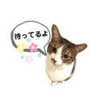 mon*habi猫スタンプ 1（個別スタンプ：7）
