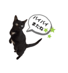 mon*habi猫スタンプ 1（個別スタンプ：8）