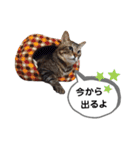 mon*habi猫スタンプ 1（個別スタンプ：9）