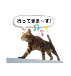 mon*habi猫スタンプ 1（個別スタンプ：10）