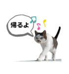 mon*habi猫スタンプ 1（個別スタンプ：11）