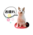 mon*habi猫スタンプ 1（個別スタンプ：12）