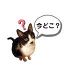 mon*habi猫スタンプ 1（個別スタンプ：13）
