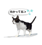 mon*habi猫スタンプ 1（個別スタンプ：14）