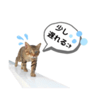 mon*habi猫スタンプ 1（個別スタンプ：15）