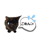 mon*habi猫スタンプ 1（個別スタンプ：16）