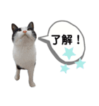 mon*habi猫スタンプ 1（個別スタンプ：17）