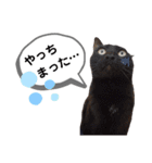 mon*habi猫スタンプ 1（個別スタンプ：22）