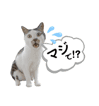 mon*habi猫スタンプ 1（個別スタンプ：23）