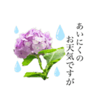 紫陽花のスタンプ（個別スタンプ：1）