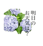 紫陽花のスタンプ（個別スタンプ：5）