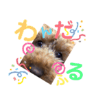 トィプードルのラテちゃん（個別スタンプ：10）