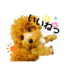 トィプードルのラテちゃん（個別スタンプ：13）