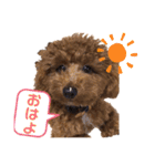 トィプードルのラテちゃん（個別スタンプ：23）