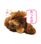 トィプードルのラテちゃん（個別スタンプ：29）