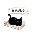 mon*habi猫スタンプ 2（個別スタンプ：1）