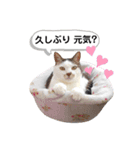mon*habi猫スタンプ 2（個別スタンプ：2）